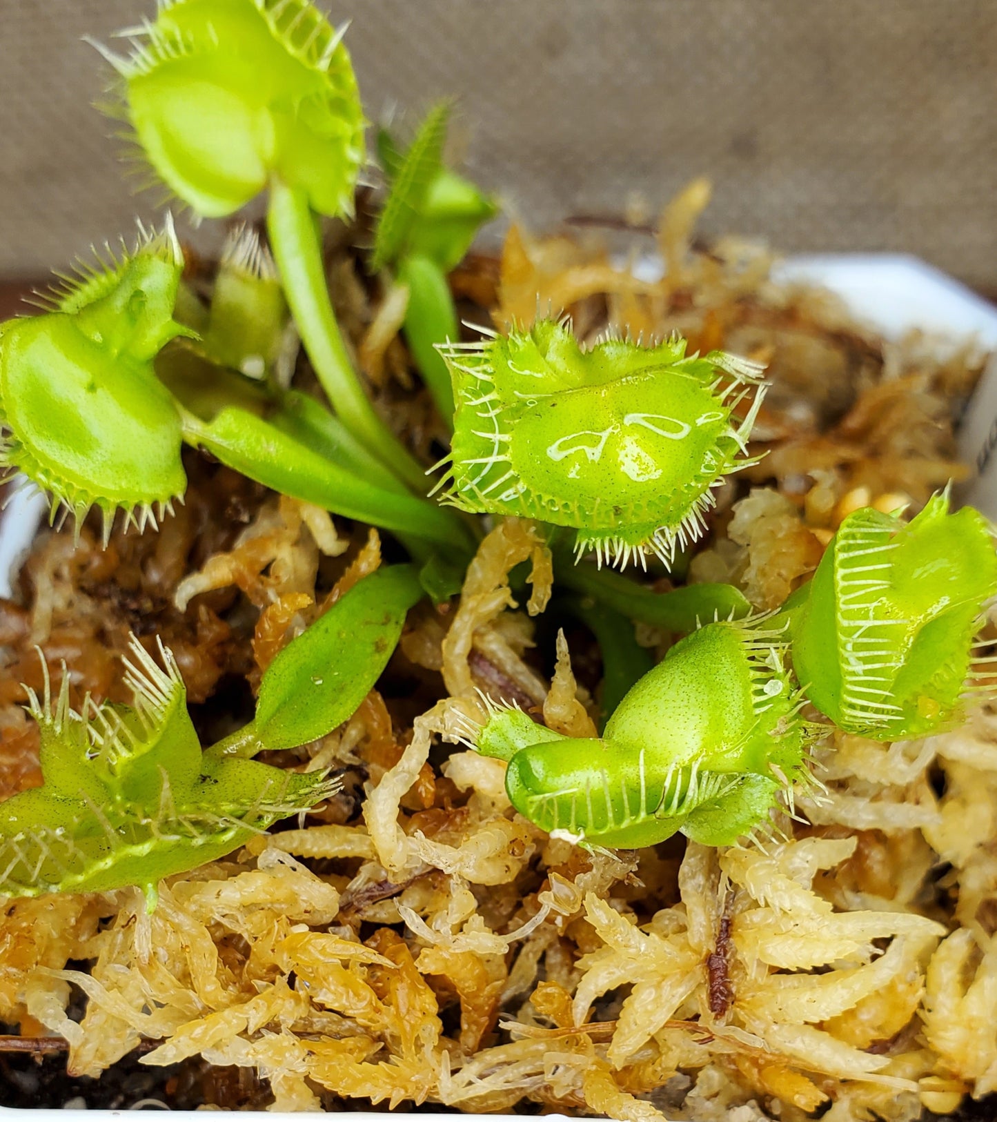 CCCP Destruction - Venus Flytrap Carnivorous Plant