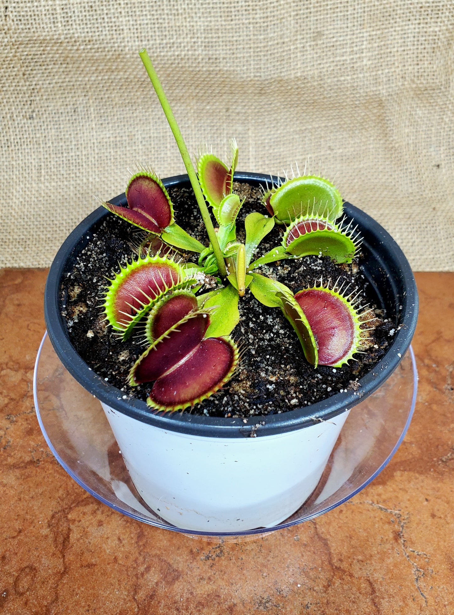 Jaws x Petite Dragon - Venus Flytrap Carnivorous Plant