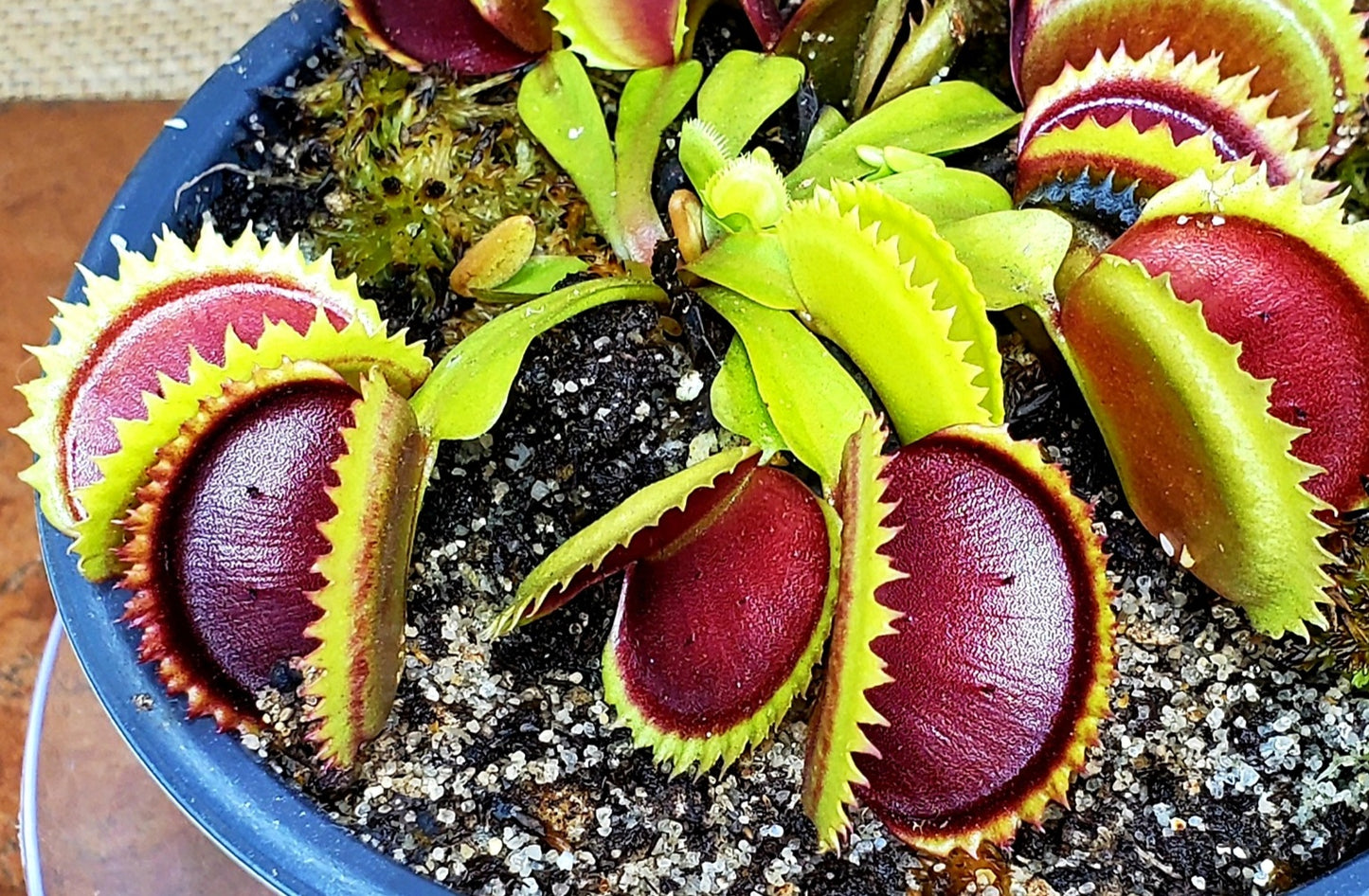 Hunter Flytraps "Nibbler" Jaws x Jaws 2020 #1 - Venus Flytrap Carnivorous Plant