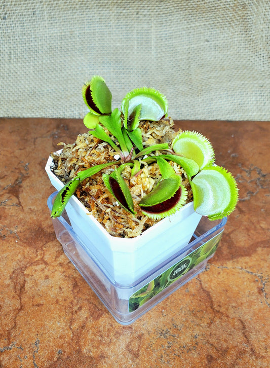 Guava Sawtooth - Venus Flytrap Carnivorous Plant