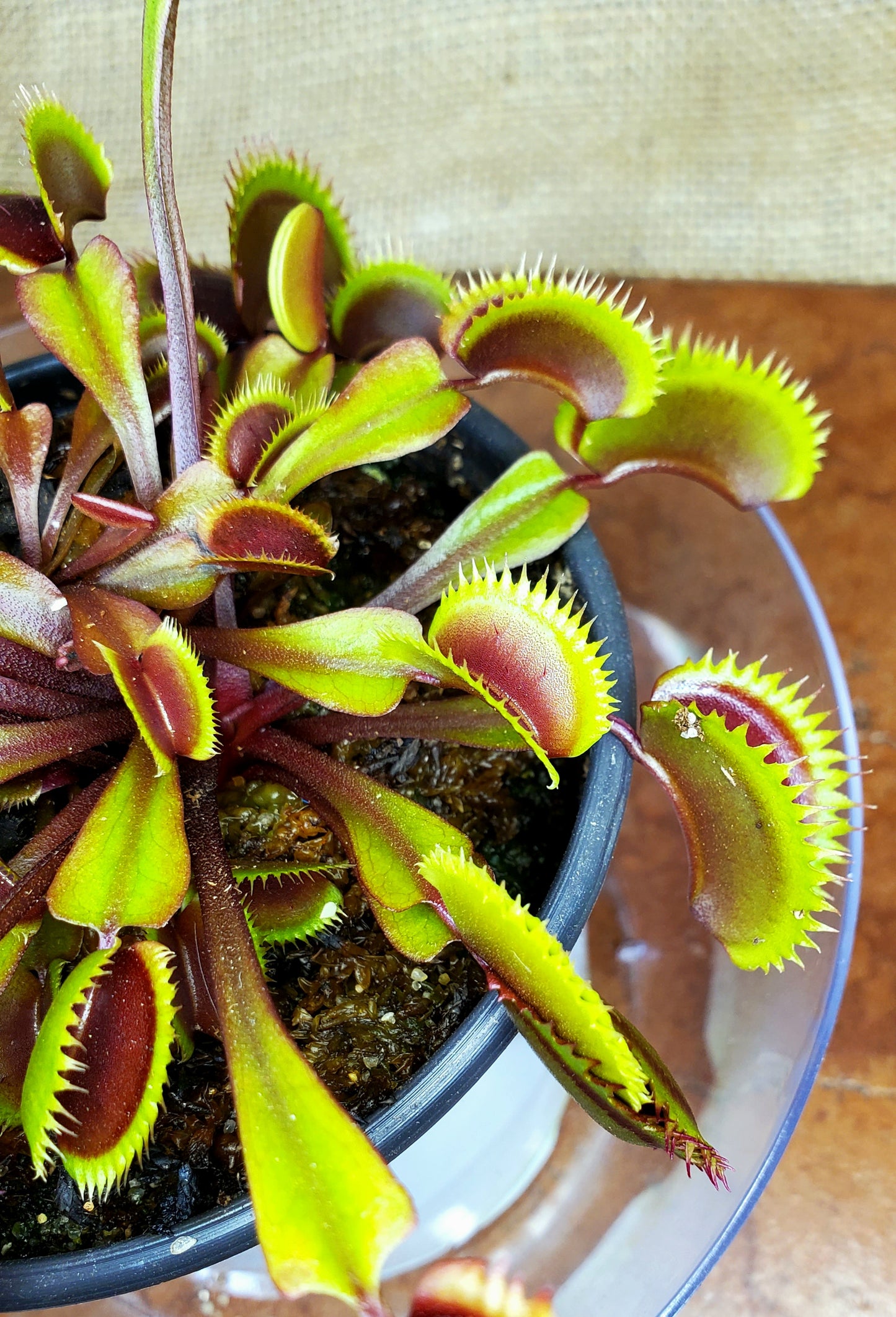 Red Piranha - Venus Flytrap Carnivorous Plant