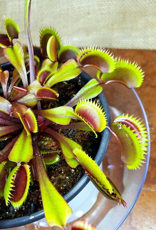 Red Piranha - Venus Flytrap Carnivorous Plant