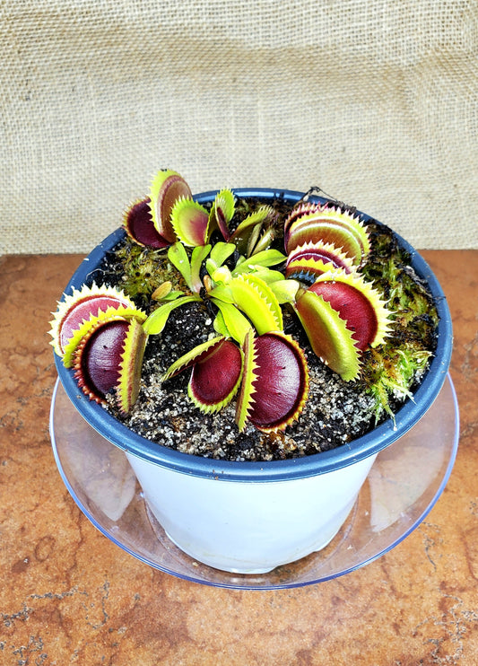 Pots - Round 5" White