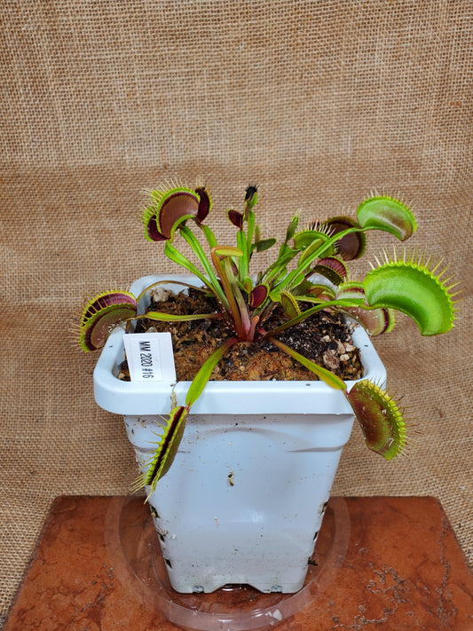 Hunter Flytraps Seedgrown Maroon Monster 2020 - Venus Flytrap Carnivorous Live Plant
