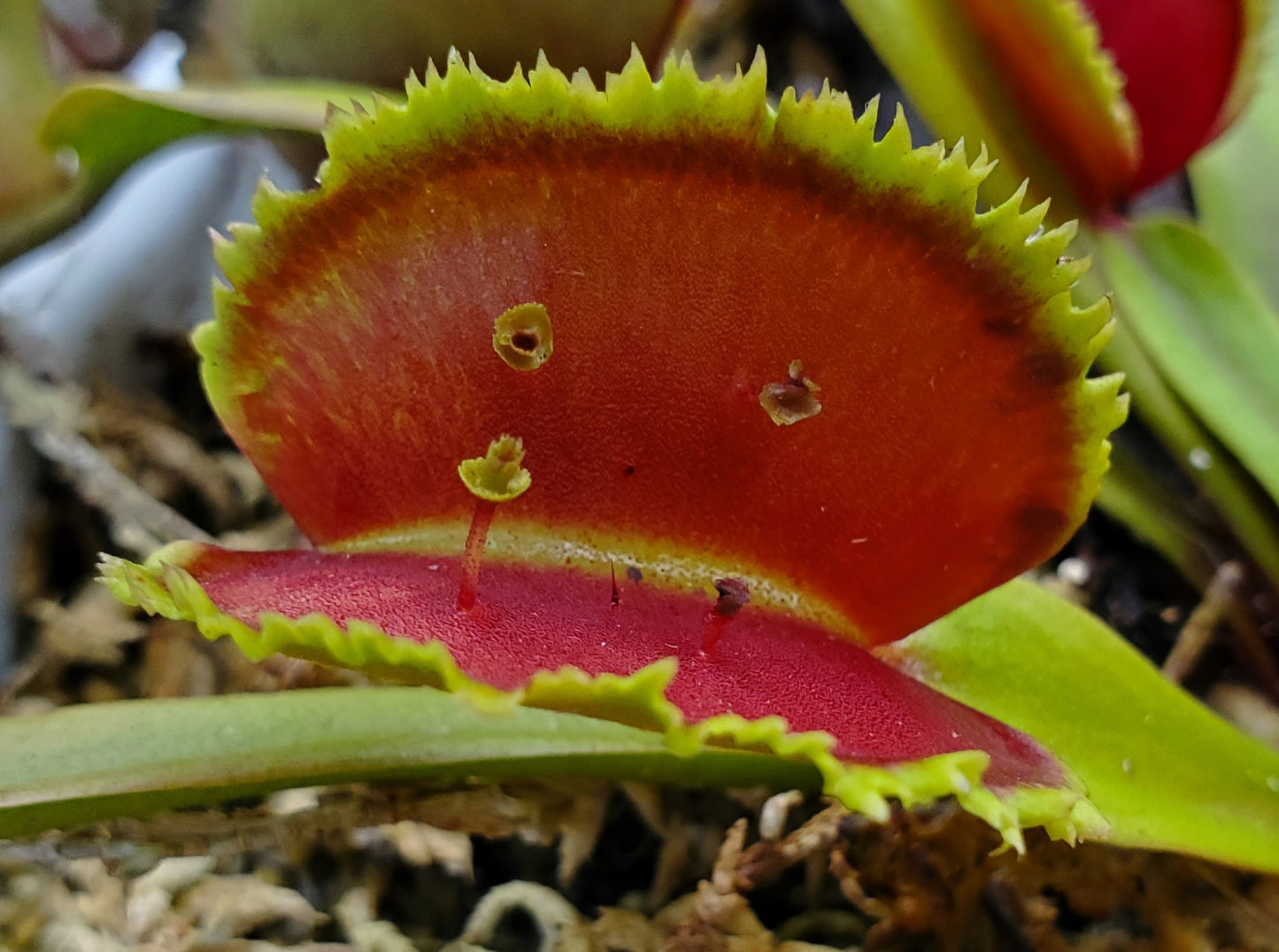 FTS Lunatic Fringe - Venus Flytrap Carnivorous Plant