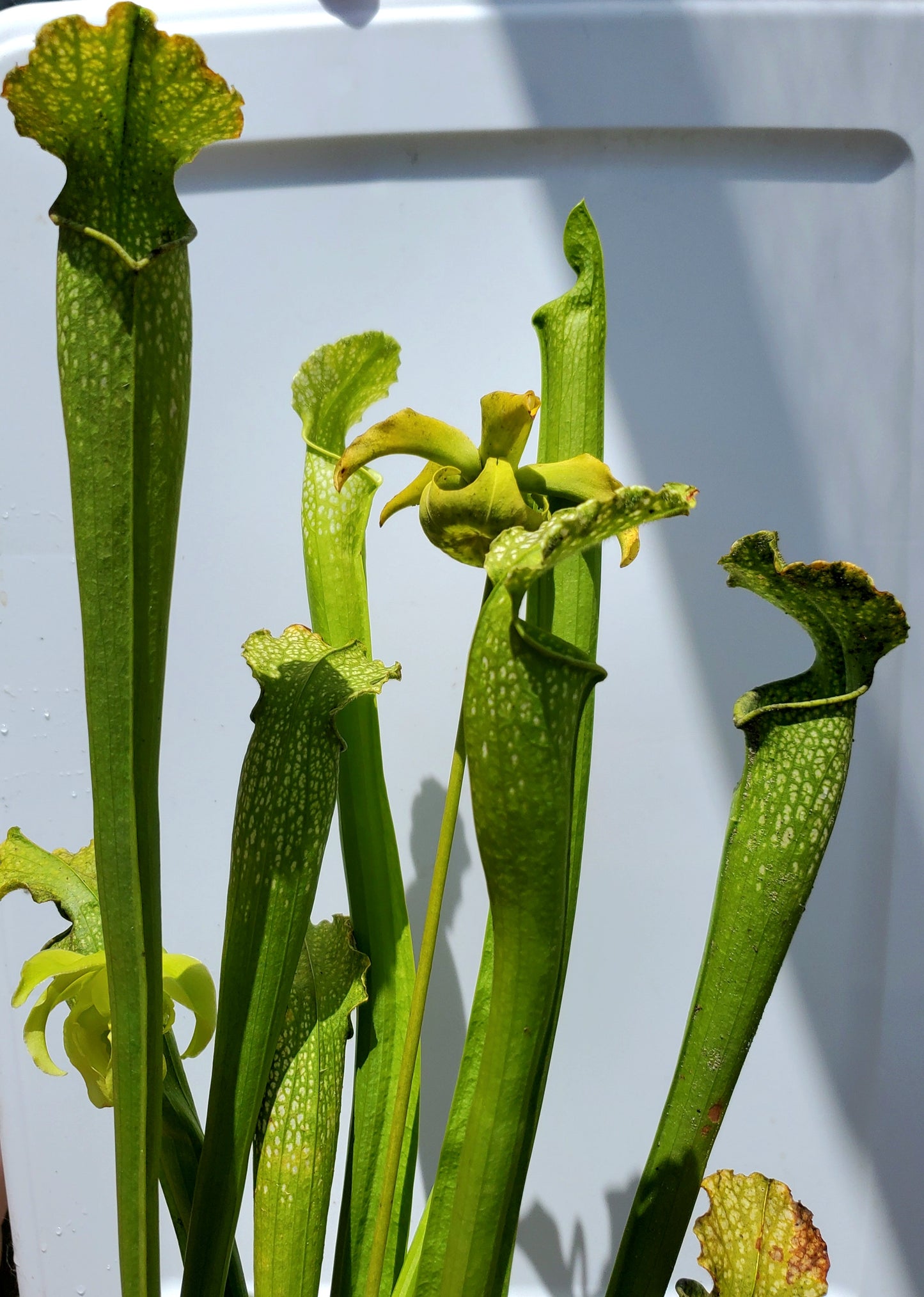 Pitcher Plant - Sarracenia AF Gulfensis x AF Leuco Carnivorous plant