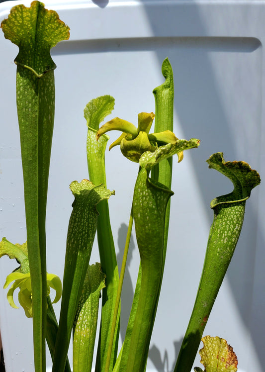 Pitcher Plant - Sarracenia AF Gulfensis x AF Leuco Carnivorous Live Plant