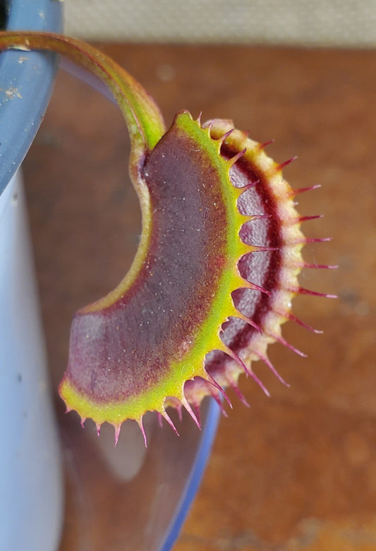 FTS Arch Angel - Venus Flytrap Carnivorous Plant