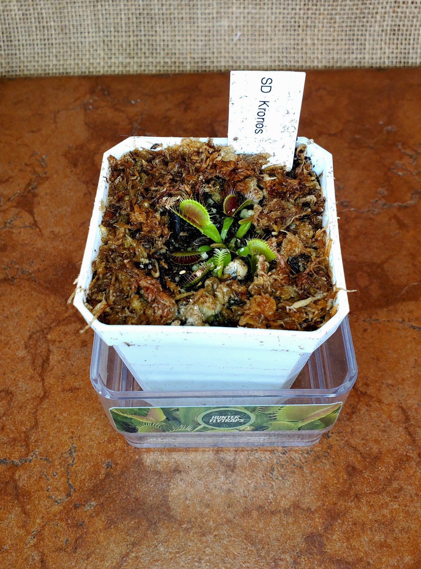 SD Kronos - Venus Flytrap Carnivorous Plant Starter plant size