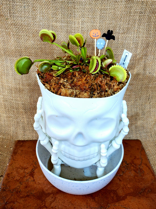 Haunter Flytraps Skull Pot Common - Venus Flytrap Carnivorous Plant