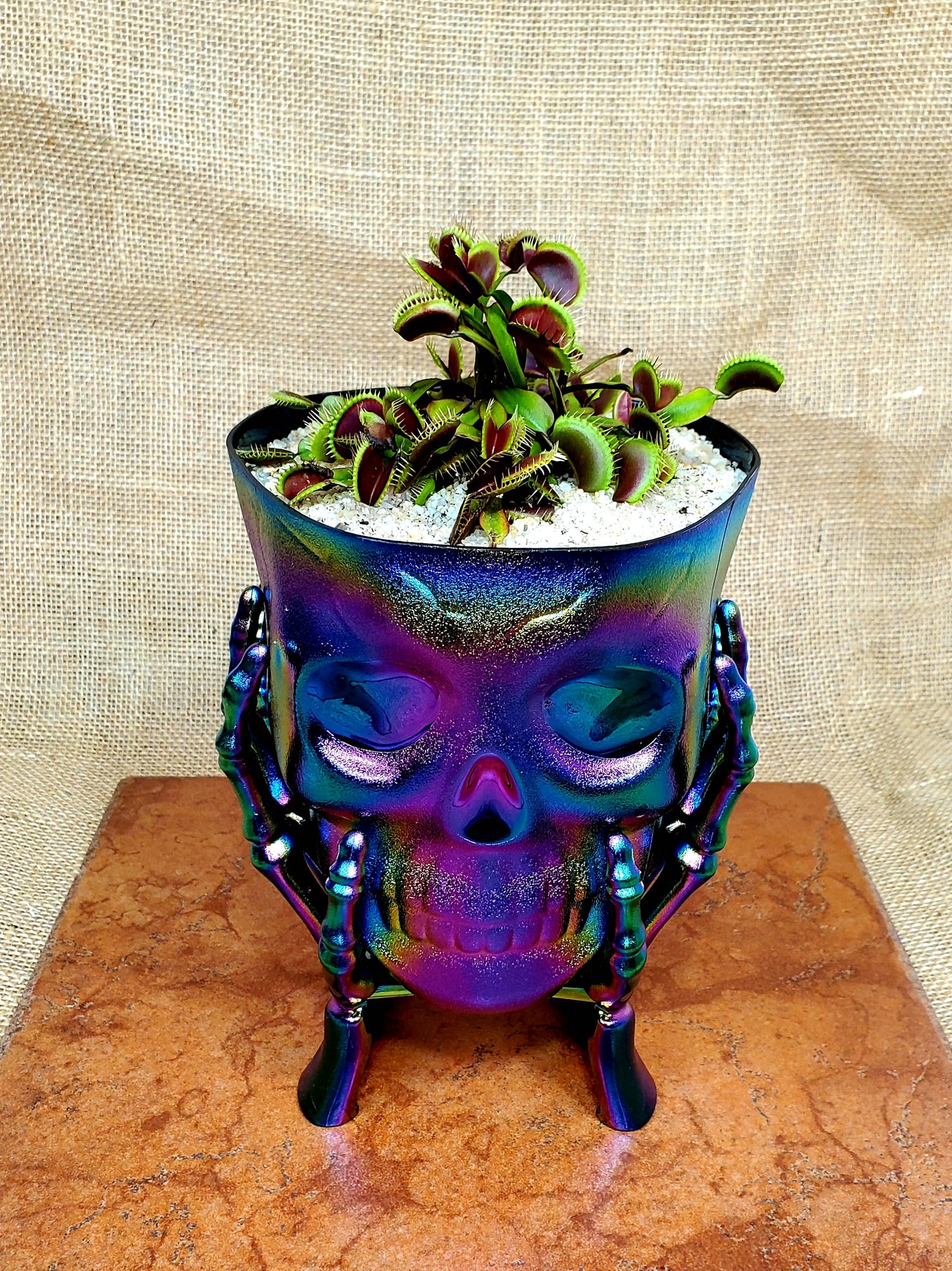 Haunter Flytraps Skull Pot Common - Venus Flytrap Carnivorous Plant