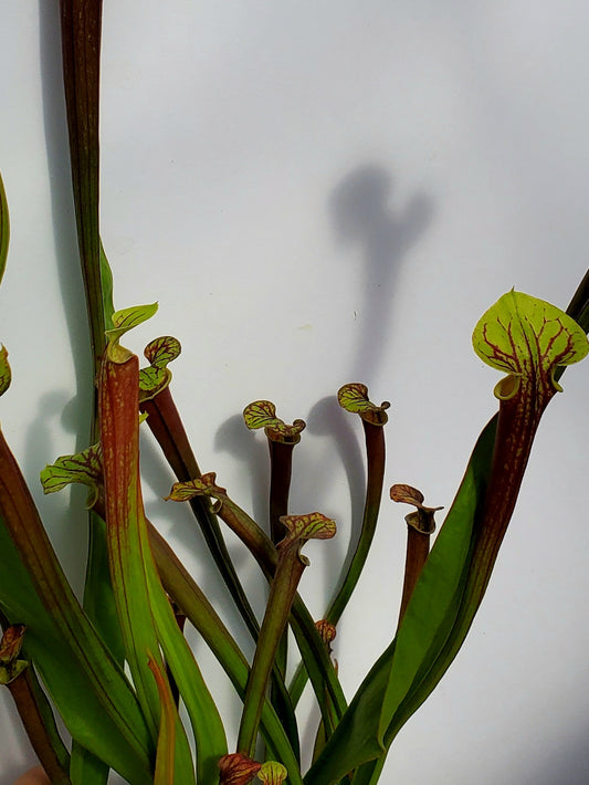 Pitcher Plant - Sarracenia Flava Rubricorpora Ultimate dark x burgundy Carnivorous Live plant