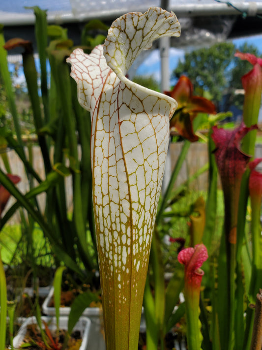 Pitcher Plant - Sarracenia Hurricane Creek White clone F Carnivorous Live Plant