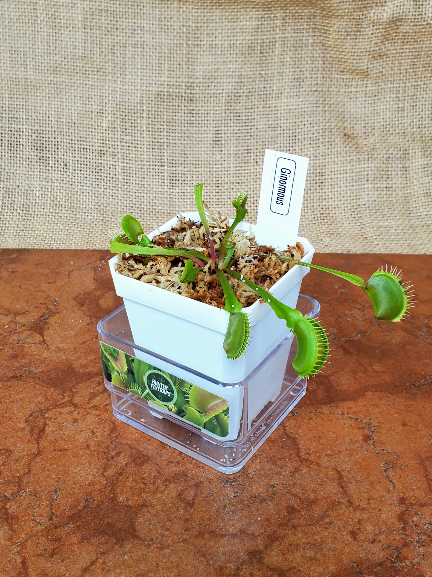 Ginormous - Venus Flytrap Carnivorous Plant
