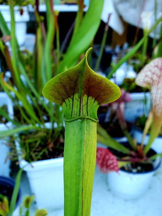 Pitcher Plant - Sarracenia Alata Carnivorous Live Plant