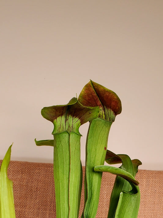 Pitcher Plant - Sarracenia Alata Carnivorous plant