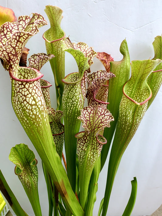 Pitcher Plant - Sarracenia Leucophylla #2 Carnivorous Live Plant