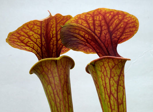 Pitcher Plant - Sarracenia Cuprea Hybrid 2 Carnivorous Live Plant