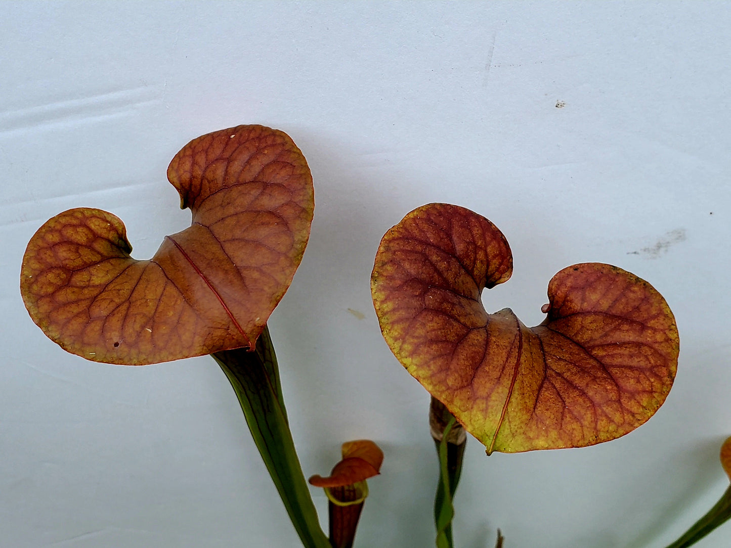 Pitcher Plant - Sarracenia Cuprea Hybrid 2 Carnivorous plant