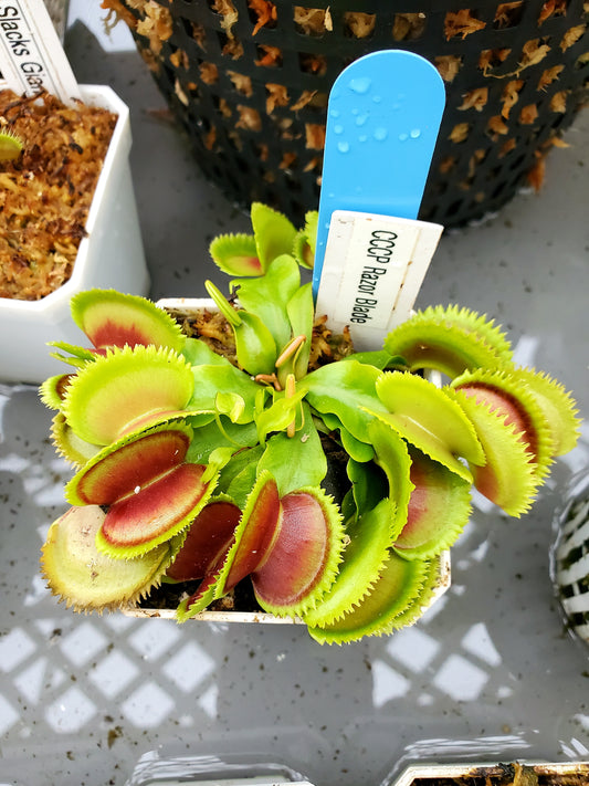 CCCP Razorblade - Venus Flytrap Carnivorous Plant