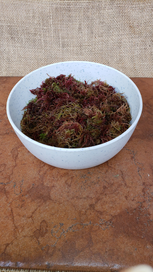 Red Sphagnum Live moss