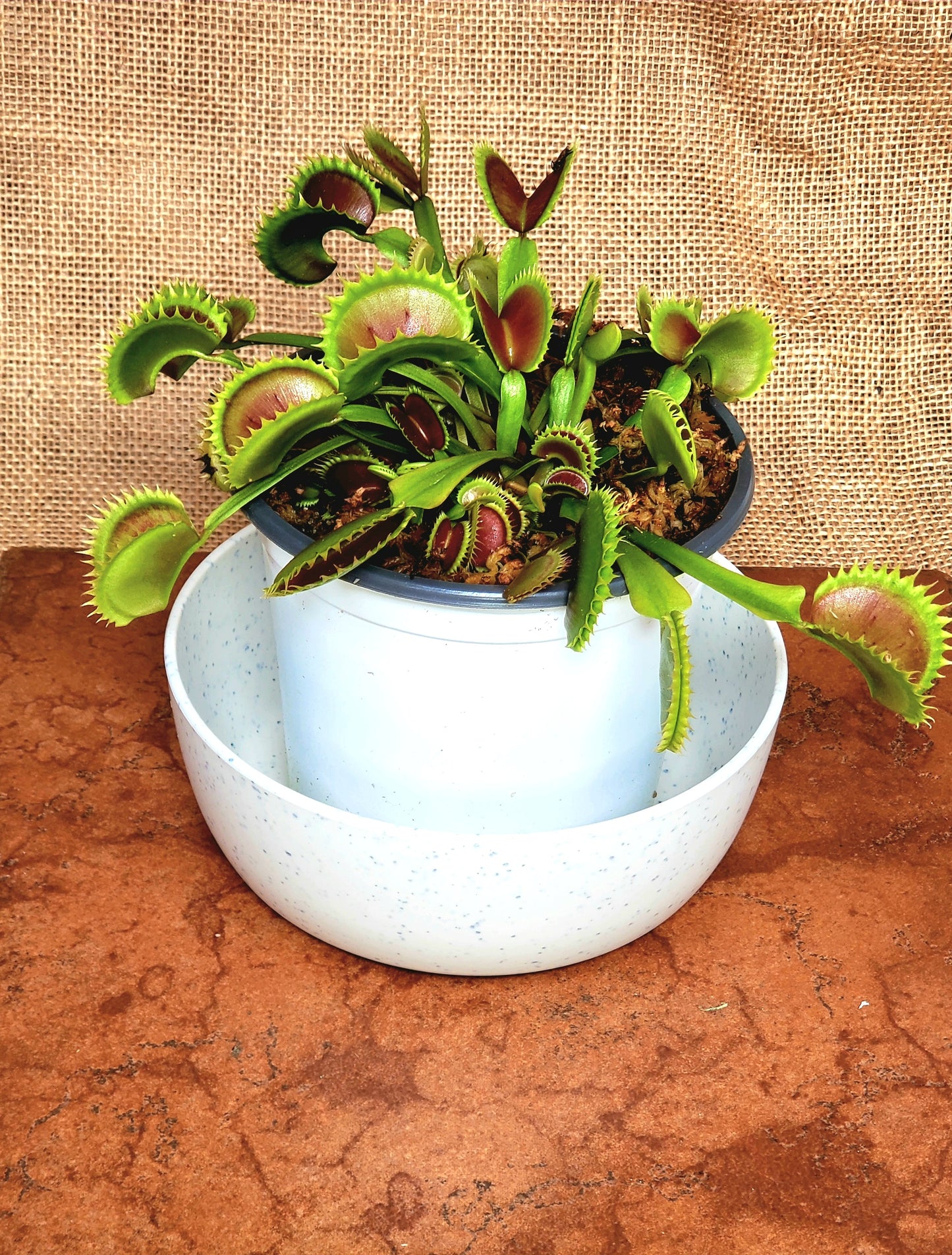 Hunter Flytraps 'Tippity Witchit' - Venus Flytrap Carnivorous Plant