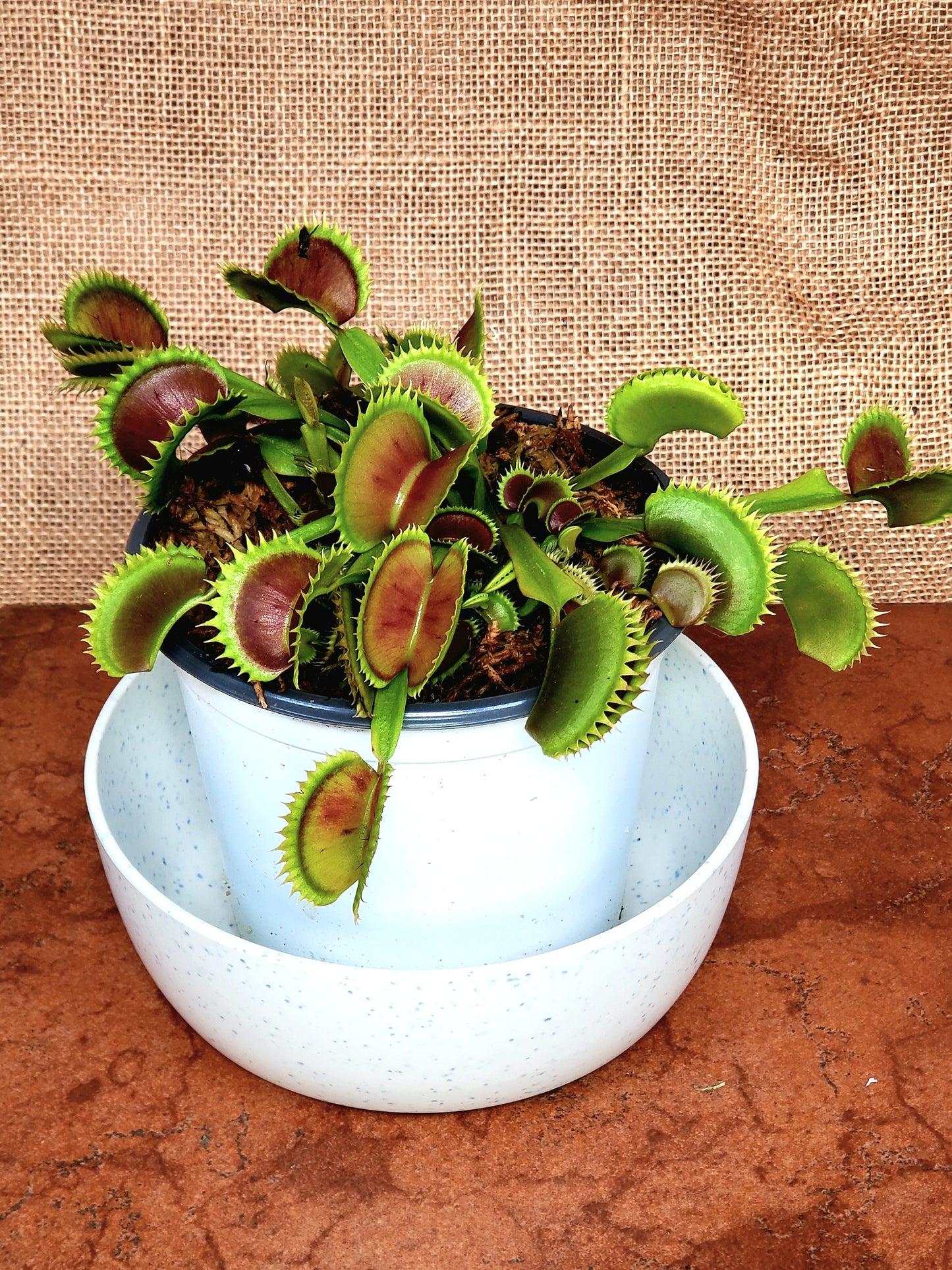 Hunter Flytraps 'Tippity Witchit' - Venus Flytrap Carnivorous Plant