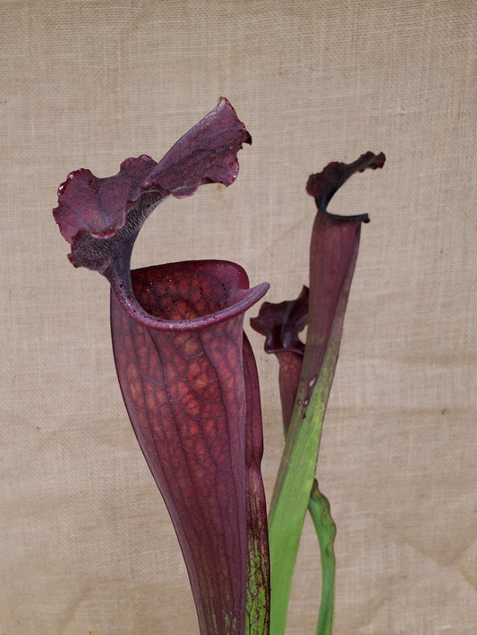 Pitcher Plant - Sarracenia Bloodmoon Carnivorous Live Plant