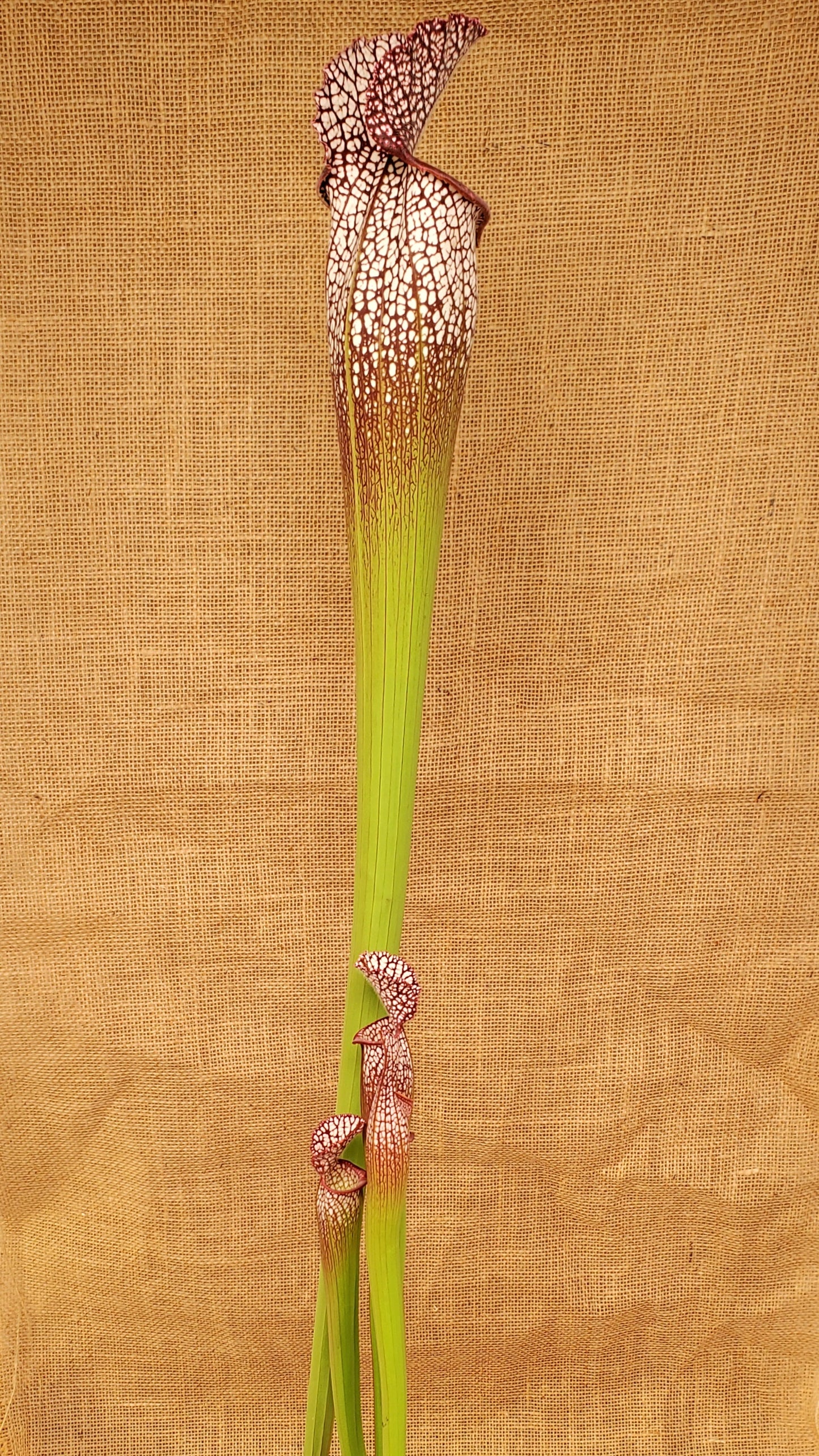 Pitcher Plant - Sarracenia Leucophylla Samson x Elvis Wilkerson Carnivorous Plant