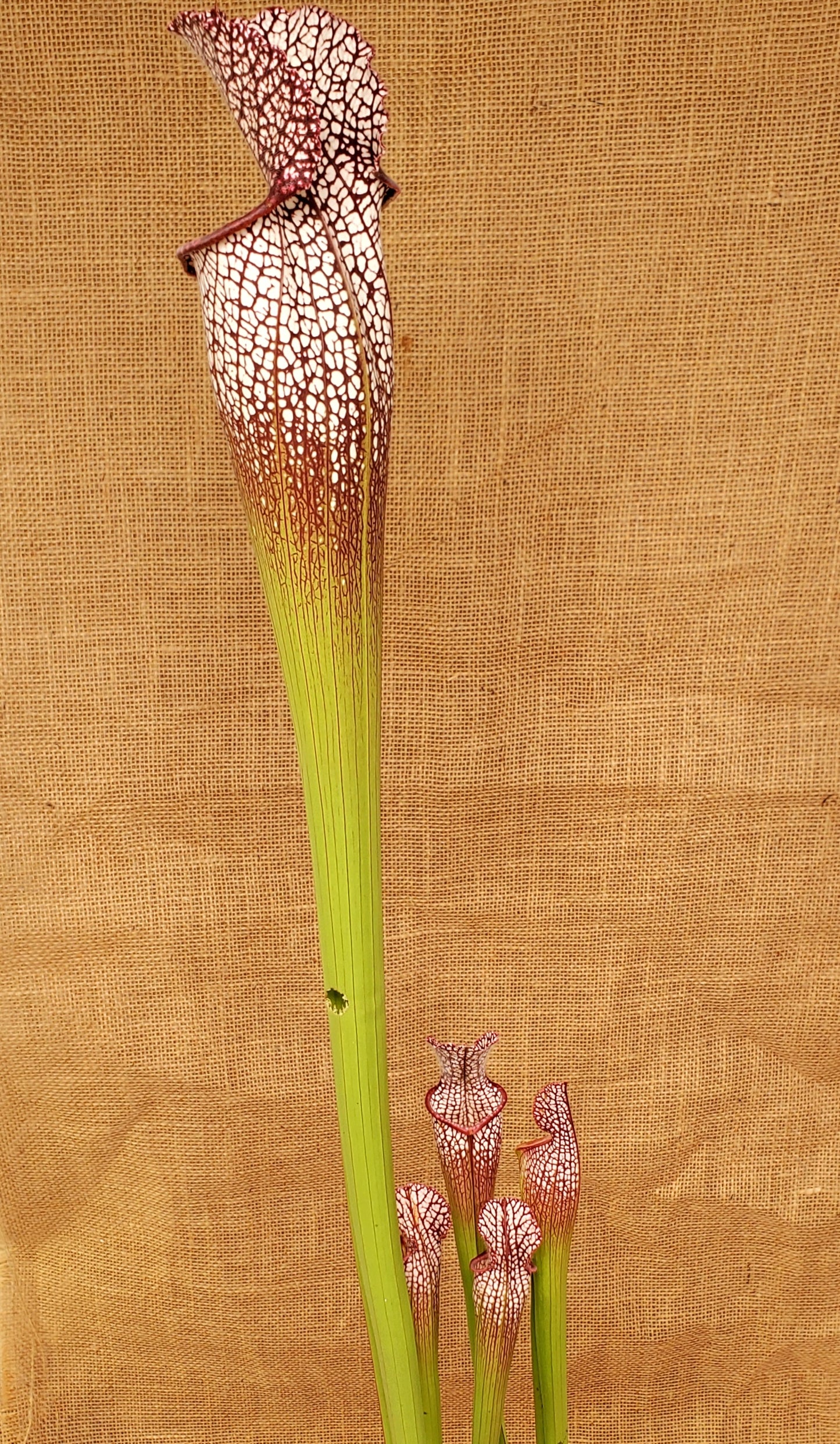 Pitcher Plant - Sarracenia Leucophylla Samson x Elvis Wilkerson Carnivorous Plant