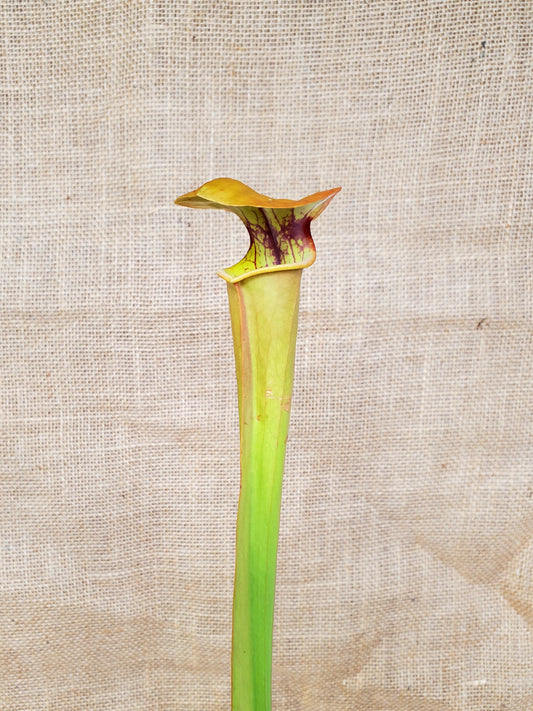 Pitcher Plant - Sarracenia Flava var Rugelli Eastern AL Carnivorous Live plant