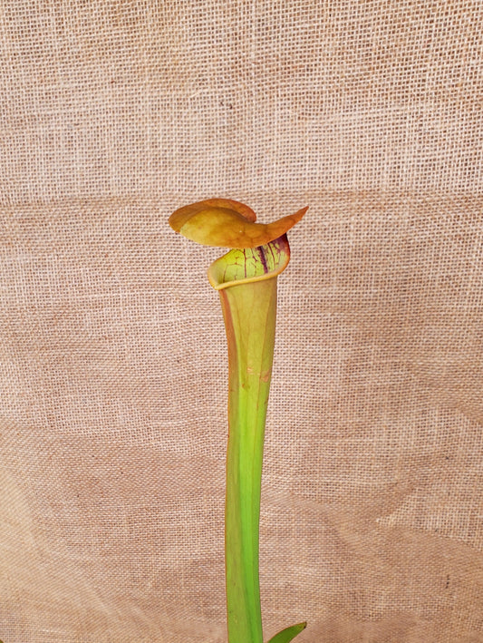 Pitcher Plant - Sarracenia Flava var Rugelli Eastern AL Carnivorous Live plant