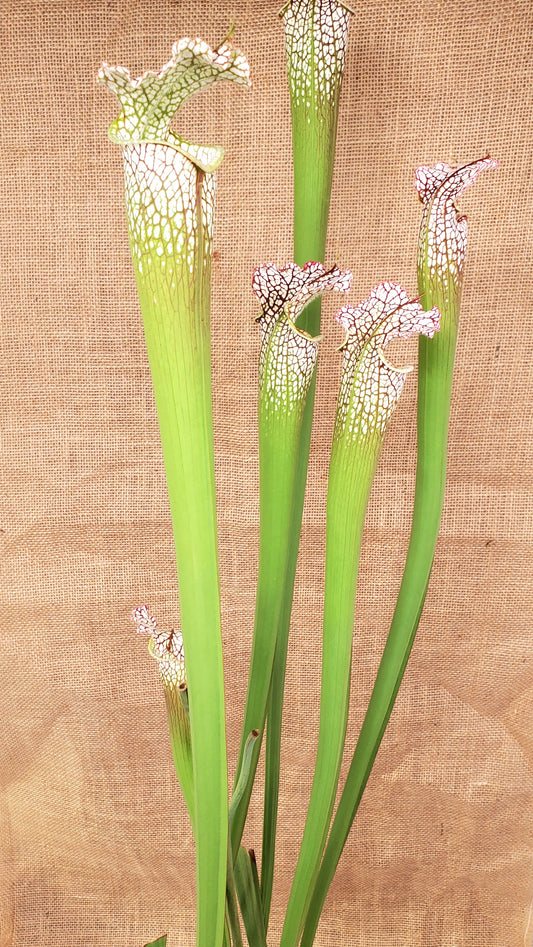 Pitcher Plant - Sarracenia Various Clone Leucophylla - Carnivorous Live Plant