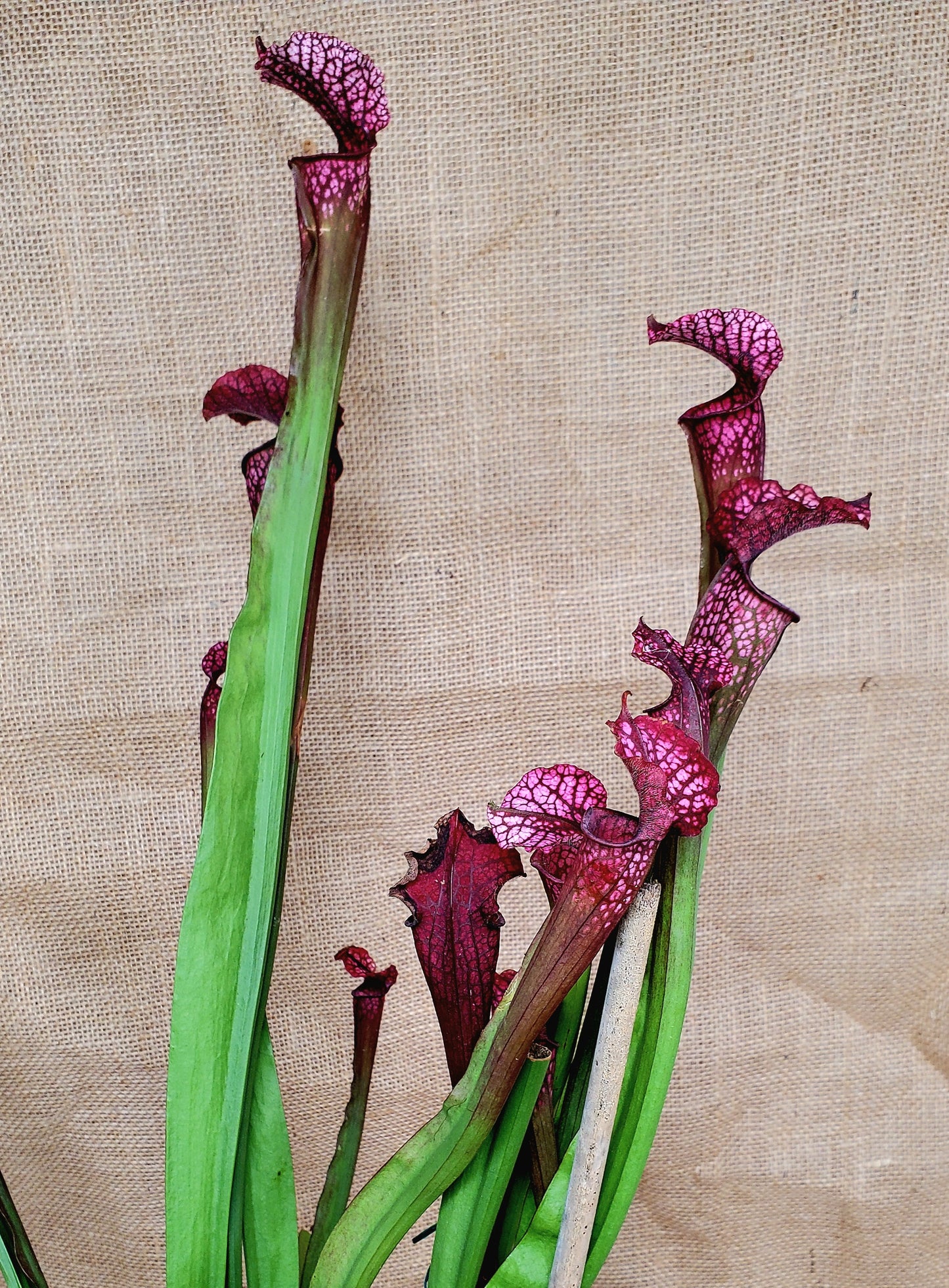 Pitcher Plant - Sarracenia Moorei x Red Tube Hybrid Carnivorous plant