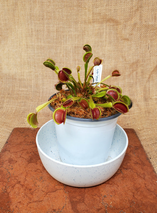 Common Large - Venus Flytrap Carnivorous Live Plant