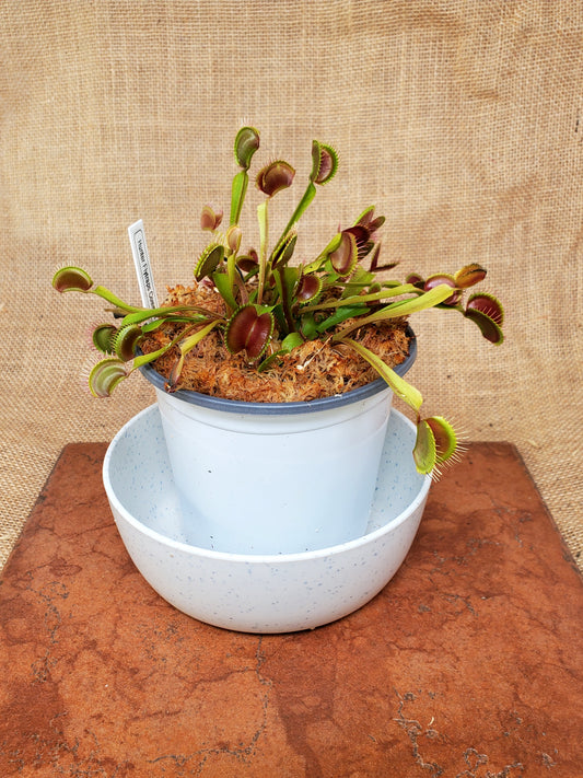 Common Large - Venus Flytrap Carnivorous Live Plant