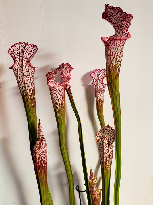 Pitcher Plant - Sarracenia Leucophylla Live Oak Creek Okaloosa Co FL – S453 Carnivorous Plant