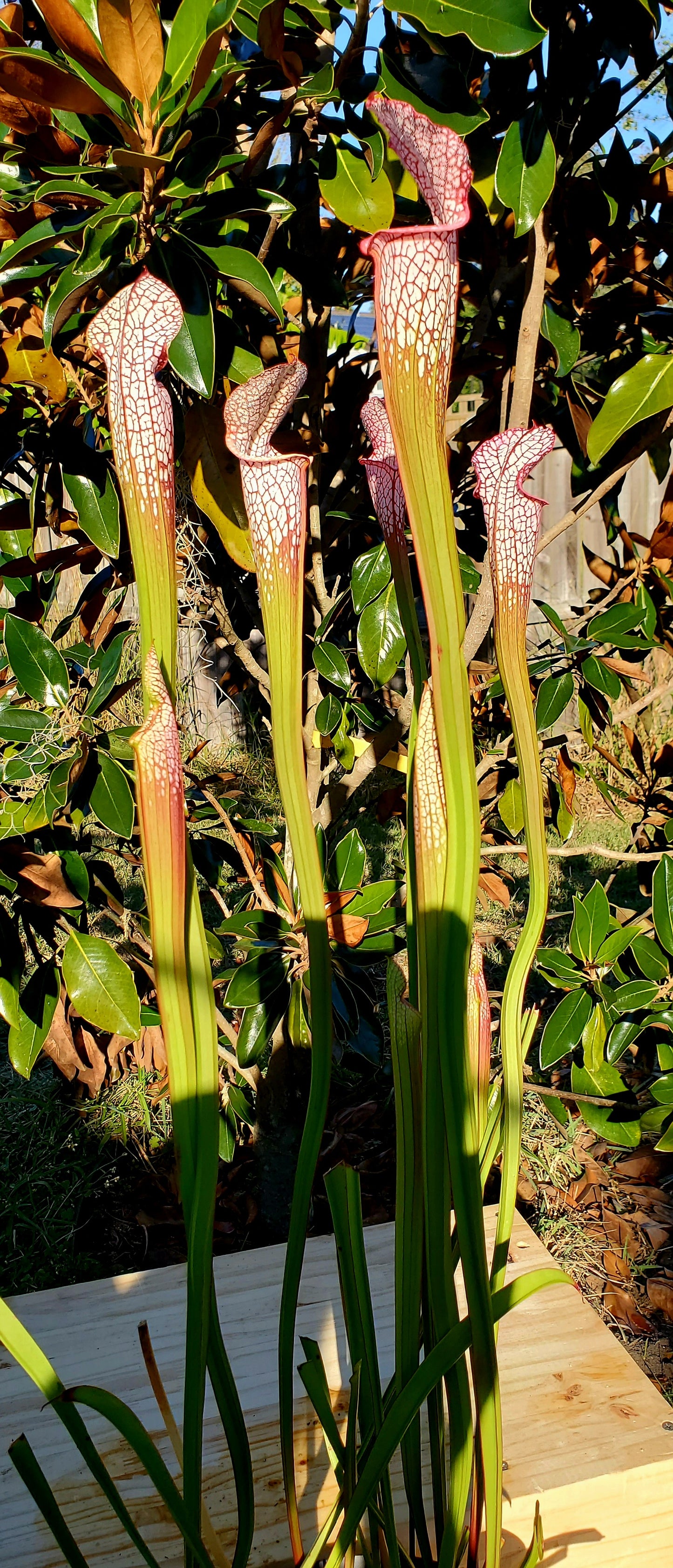 Pitcher Plant - Sarracenia Leucophylla Live Oak Creek Okaloosa Co FL – S453 Carnivorous Plant