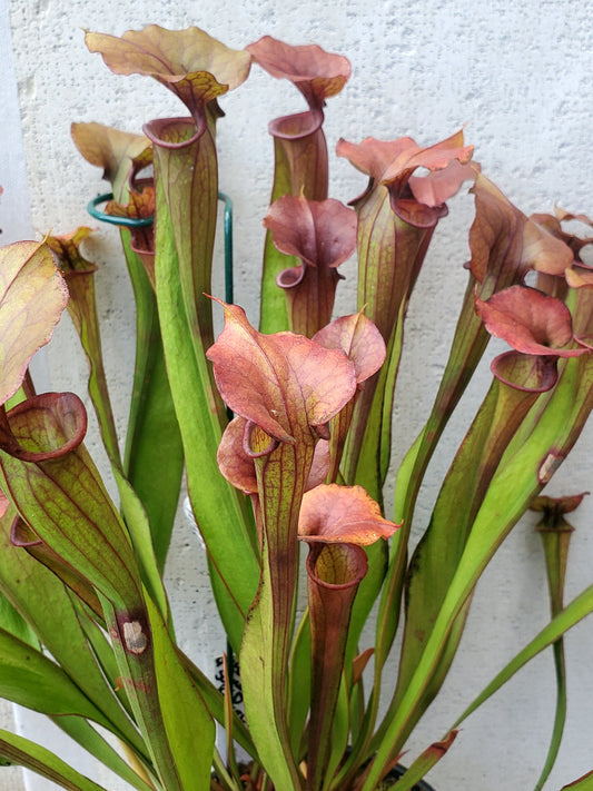 Pitcher Plant - Sarracenia Oreophila x Cuprea Hybrid Carnivorous Plant