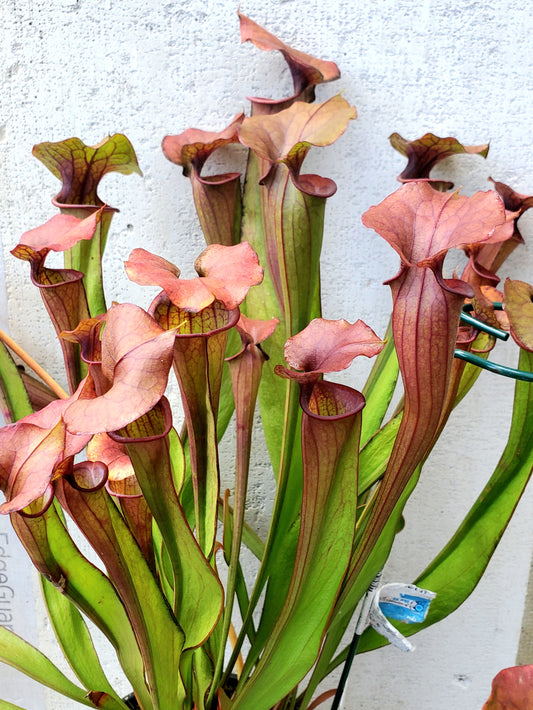Pitcher Plant - Sarracenia Oreophila x Cuprea Hybrid Carnivorous Live Plant