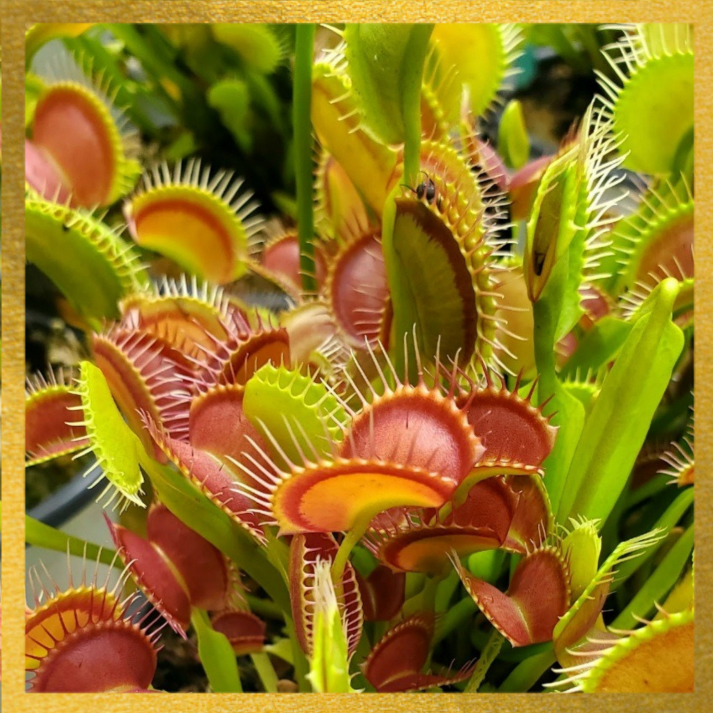 Common Large - Venus Flytrap Carnivorous Live Plant