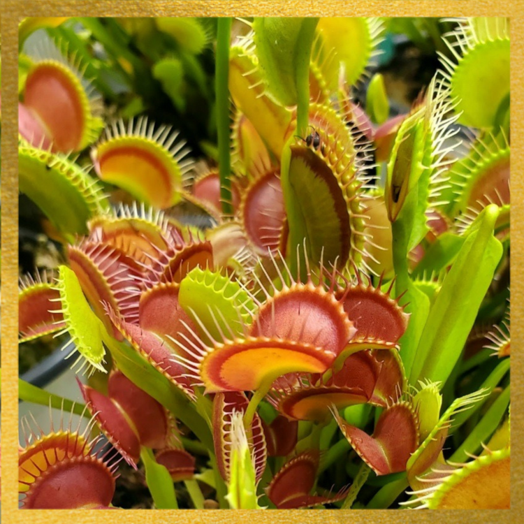 Common - Venus Flytrap Carnivorous Plant – Hunter Flytraps