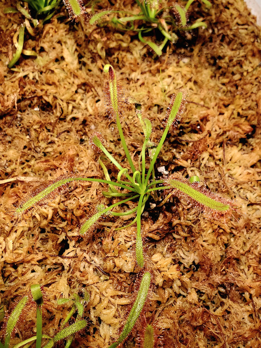 Drosera Capensis Cape Sundew Carnivorous Plant
