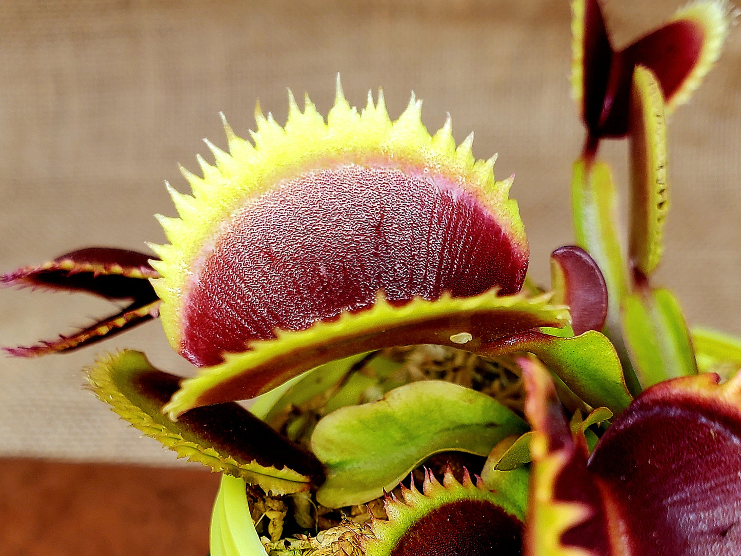 Hunter Flytraps "Wicked Tooth" - Venus Flytrap Carnivorous Plant