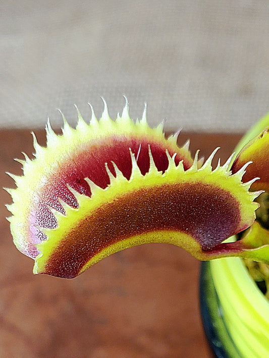 Hunter Flytraps "Wicked Tooth" - Venus Flytrap Carnivorous Plant