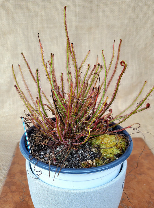 Drosera Filiformis Floridiana x Floridiana - Thread leaved sundew - Live Plant