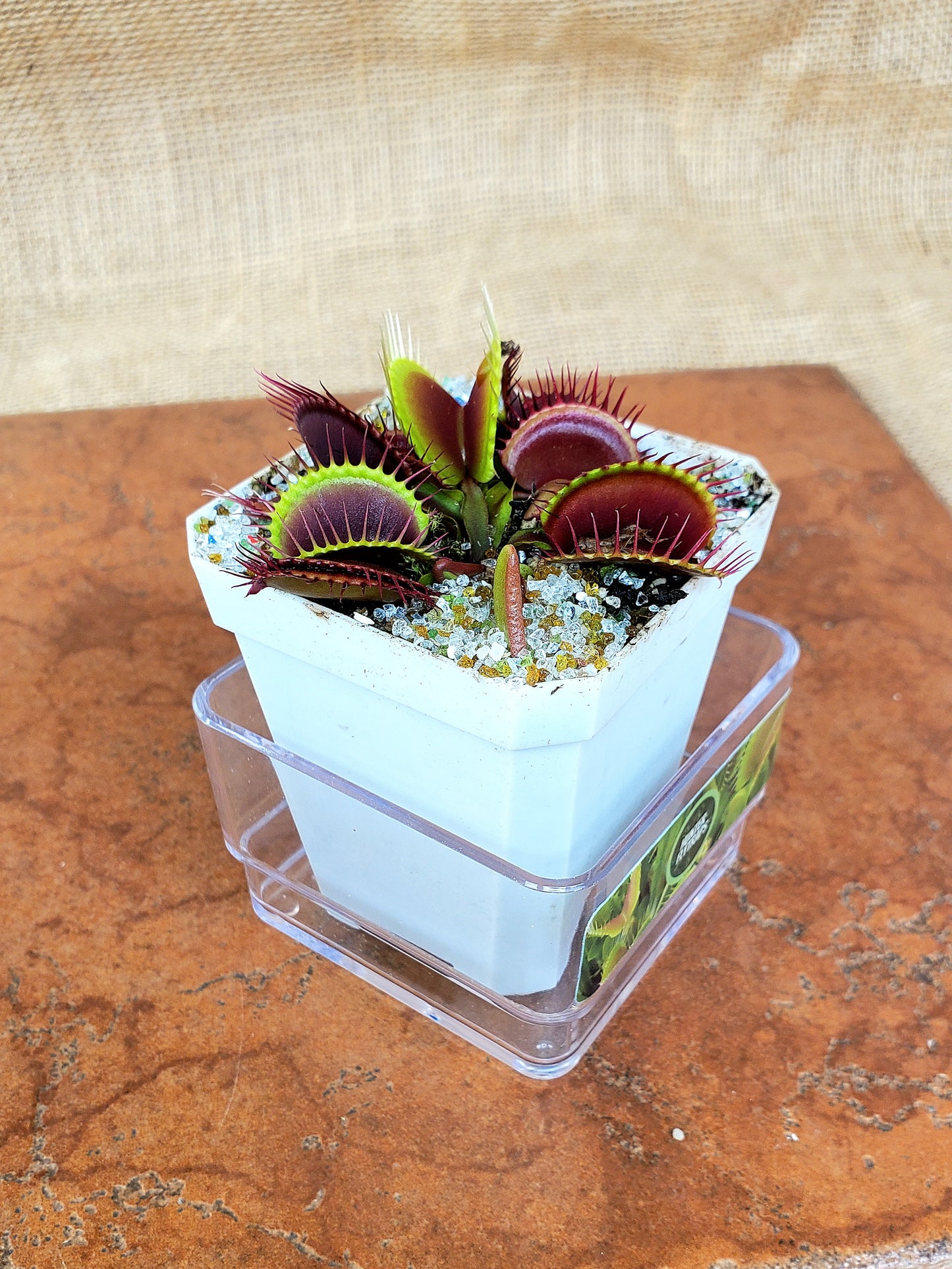 Hunter Flytraps Bleeding Gums Murphy typical- Venus Flytrap Carnivorous Live Plant