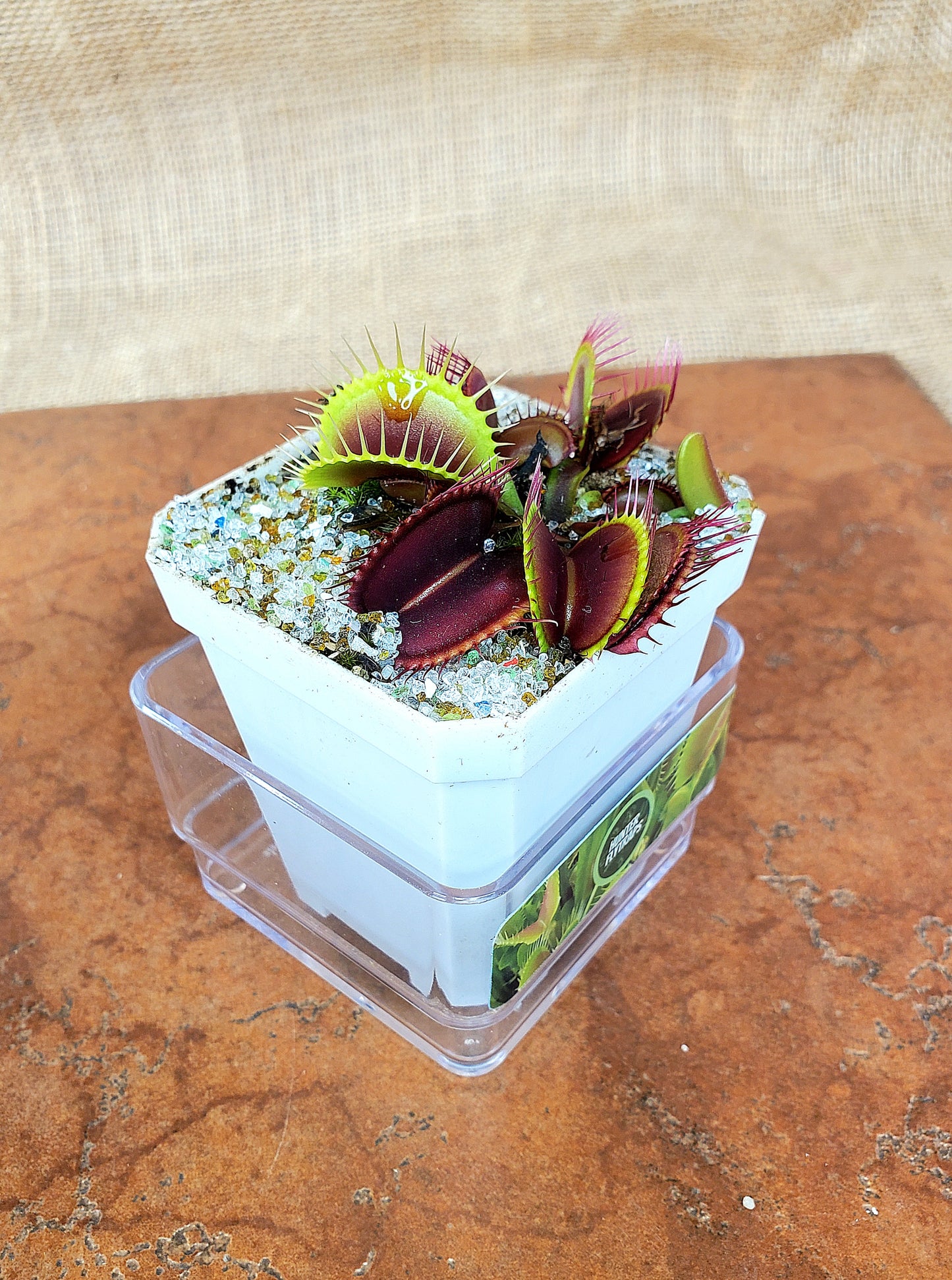 Hunter Flytraps Bleeding Gums Murphy typical- Venus Flytrap Carnivorous Live Plant