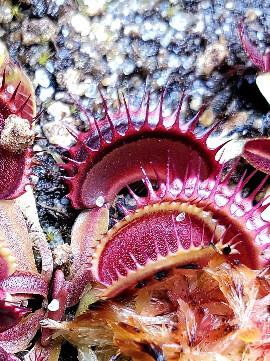 Hunter Flytraps Bleeding Gums Murphy typical- Venus Flytrap Carnivorous Live Plant