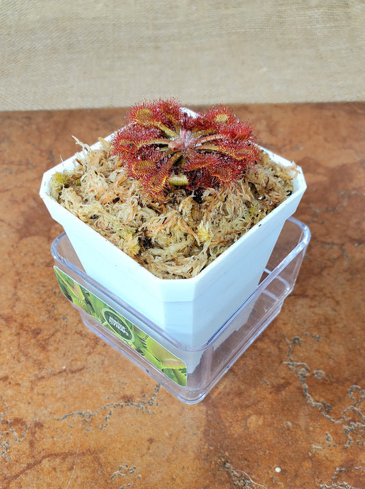 Drosera Capillaris - Carnivorous plant